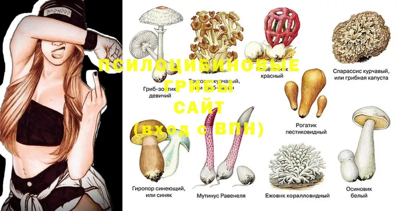 Псилоцибиновые грибы Psilocybe  Пугачёв 